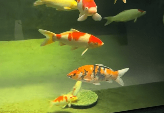 Why Frequent Tank‑Rubbing in Koi Is Not Necessarily a Parasite Infection