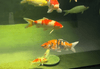Why Frequent Tank‑Rubbing in Koi Is Not Necessarily a Parasite Infection