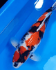 How to Understand the Concept of "Tategoi" in Koi?