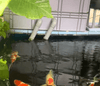 Why is Trickle (Drip) Filtration More Suitable for High-Density Cultivation Than Overflow (Wet/Dry) Filtration?