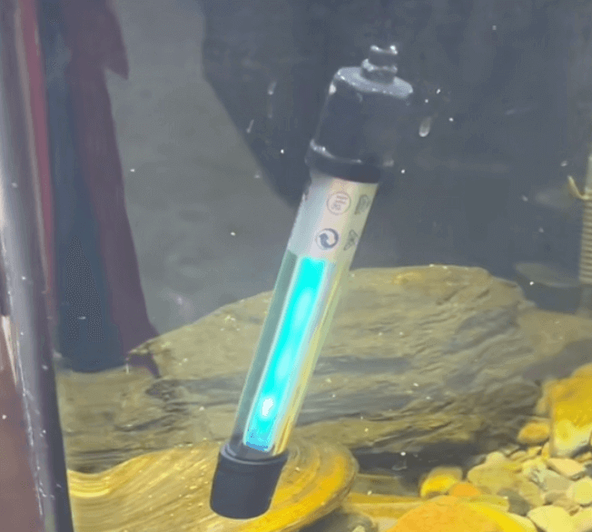 How to Size a UV Sterilizer for a Koi Pond?