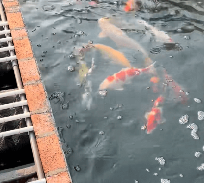 Why Should Water Changes Not Exceed 30% of the Total Volume?