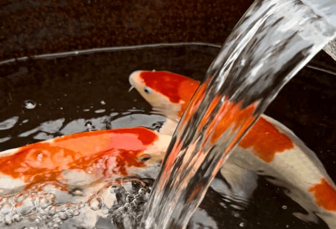 What are the Key Precautions for Water Changes?