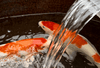 What are the Key Precautions for Water Changes?
