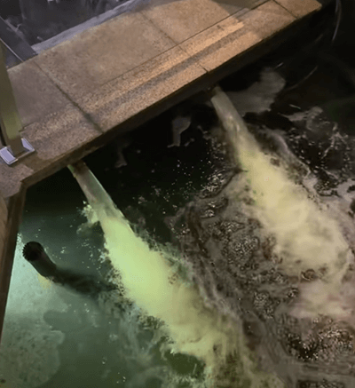 Understand the Use of Water Flow Training to Optimize Koi Body Shape