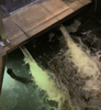 Understand the Use of Water Flow Training to Optimize Koi Body Shape