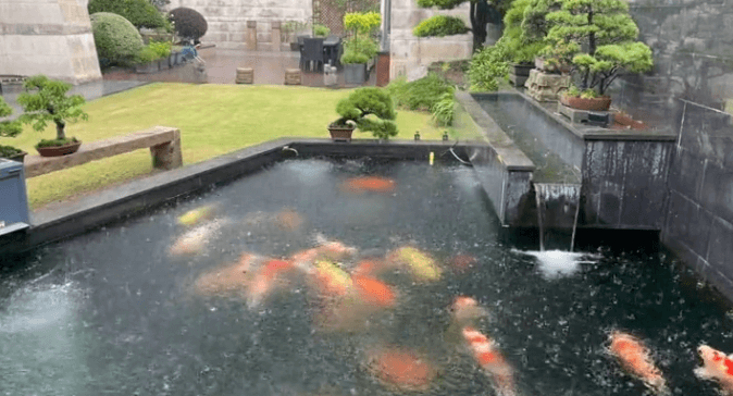 How to Restore a Koi Pond After Heavy Rainfall?