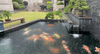 How to Restore a Koi Pond After Heavy Rainfall?