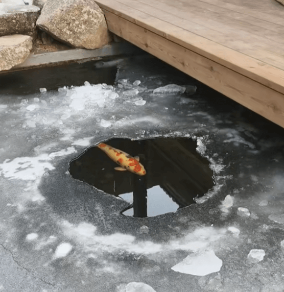 Can Water Pumps and Air Pumps Be Turned Off When Winter Water Temperature Drops Below 10°C?