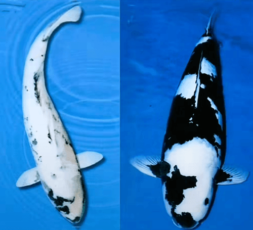 At what age does the sumi (black markings) of koi generally stabilize?