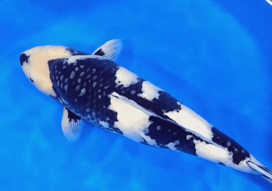 What is the best quality of sumi in three-colored koi?