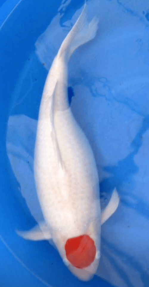What are the main causes of a "bulging belly" (so-called "airplane belly") in koi?