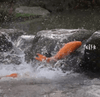 What do koi fish represent?