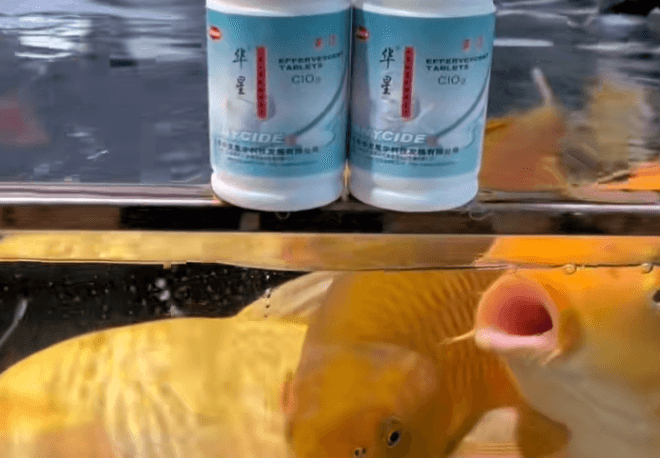 Is it necessary to disinfect and sterilize the pond for koi carp in spring and autumn?