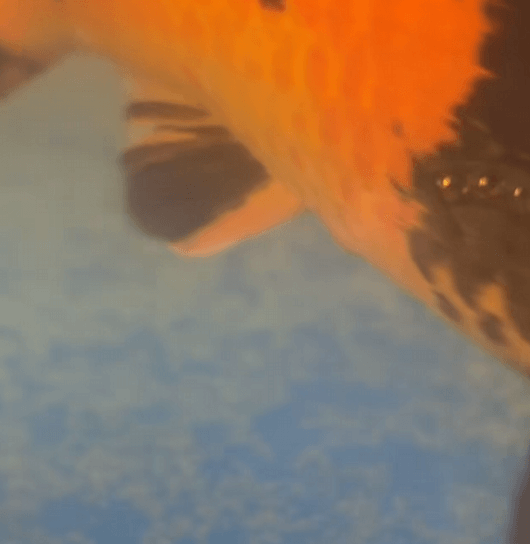 Is it possible for female koi to lay eggs in a pond without males?