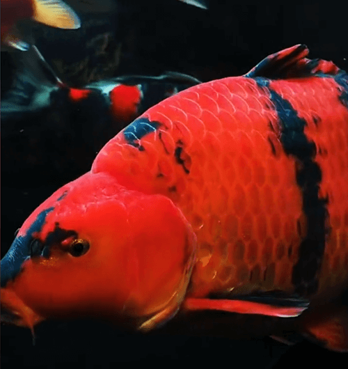 Where exactly should a koi's "high back" be located?