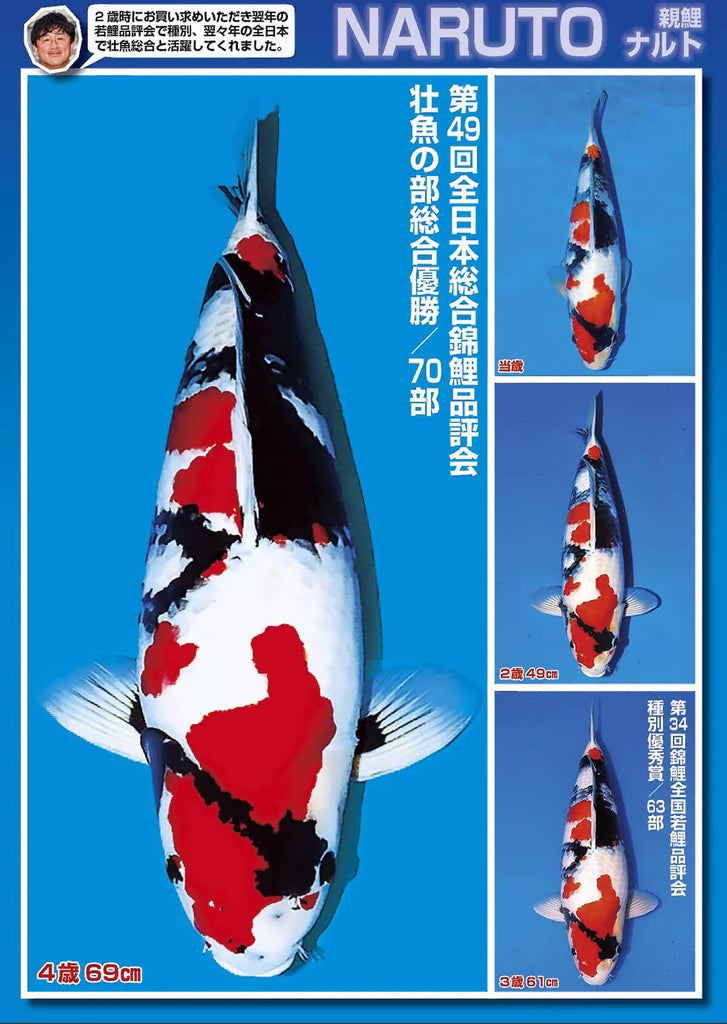 Is faster growth always better for koi?