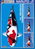 Is faster growth always better for koi?