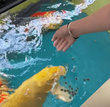 What is the Most Important Quality Assessment Indicator for Koi Feed?