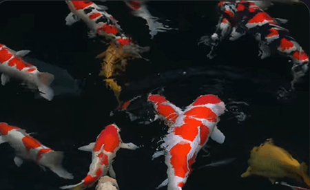 Why Do Koi Require Supplemental Minerals Beyond Calcium and Phosphorus?
