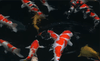 Why Do Koi Require Supplemental Minerals Beyond Calcium and Phosphorus?