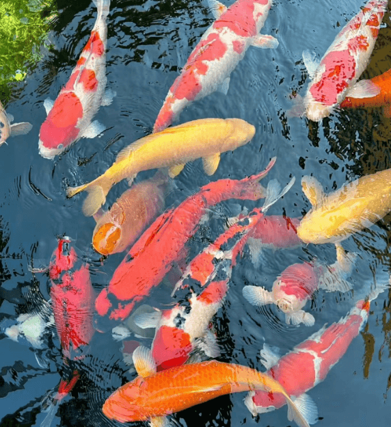 What to Do with Koi When Traveling for Business or Vacation?