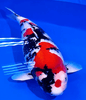 Can you eat koi fish?