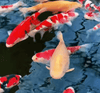 Can Koi of Different Sizes Be Kept Together?