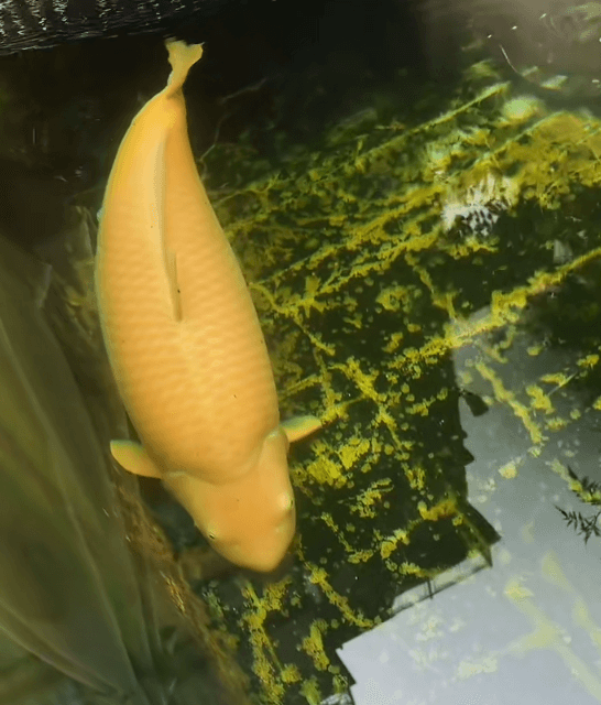 how long do koi fish live?