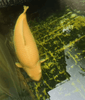 how long do koi fish live?