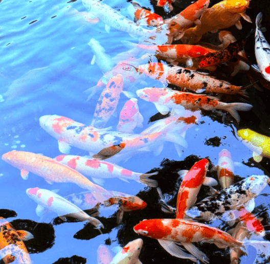 Can Male and Female Koi Be Kept Together?