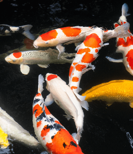 Emergency Response Plan for Unexpected Spawning of Female Koi When Kept with Males