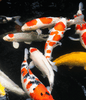 Emergency Response Plan for Unexpected Spawning of Female Koi When Kept with Males