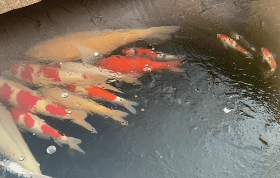 Can koi fish survive winter?