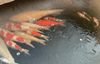 Can koi fish survive winter?