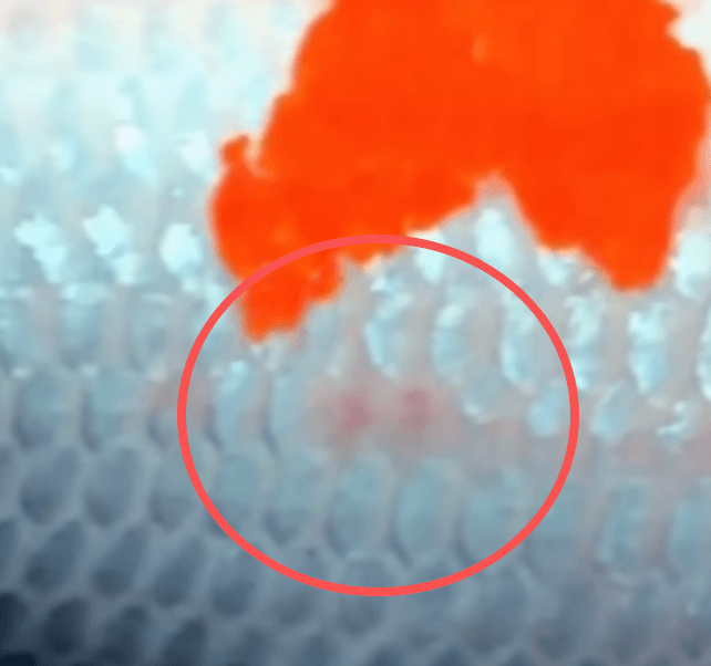 Can a koi's scales grow back if they fall off?