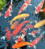 What to Do with Koi When Traveling for Business or Vacation?