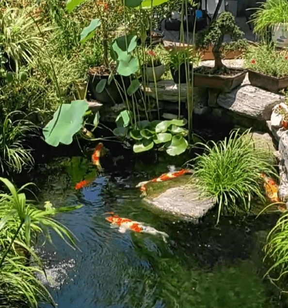 Why Should Ponds Not Be Located Near Deciduous Trees?
