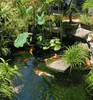 Why Should Ponds Not Be Located Near Deciduous Trees?
