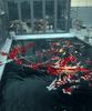 Can Ordinary Keepers Raise Meter-Class Koi at Home?