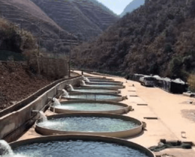 What is the Best Water Source for Raising Koi?
